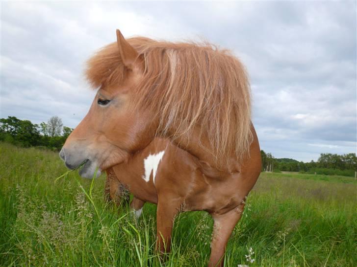 Islænder Saga fra Ankerly billede 8