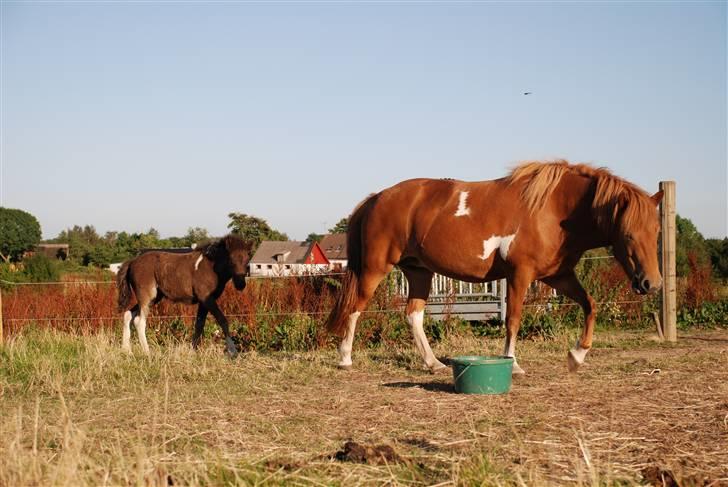 Islænder Saga fra Ankerly billede 9