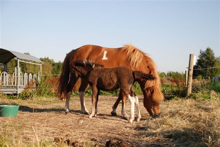 Islænder Saga fra Ankerly billede 10