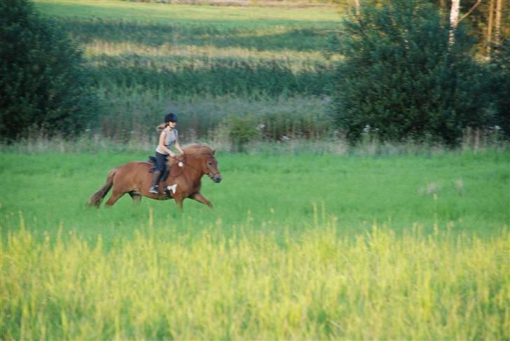 Islænder Saga fra Ankerly billede 12