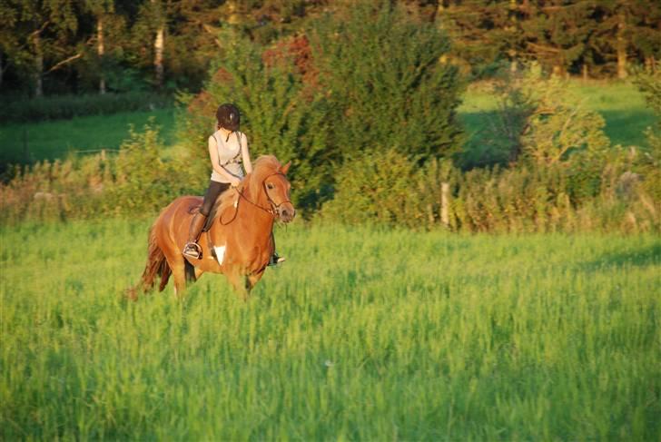 Islænder Saga fra Ankerly billede 13