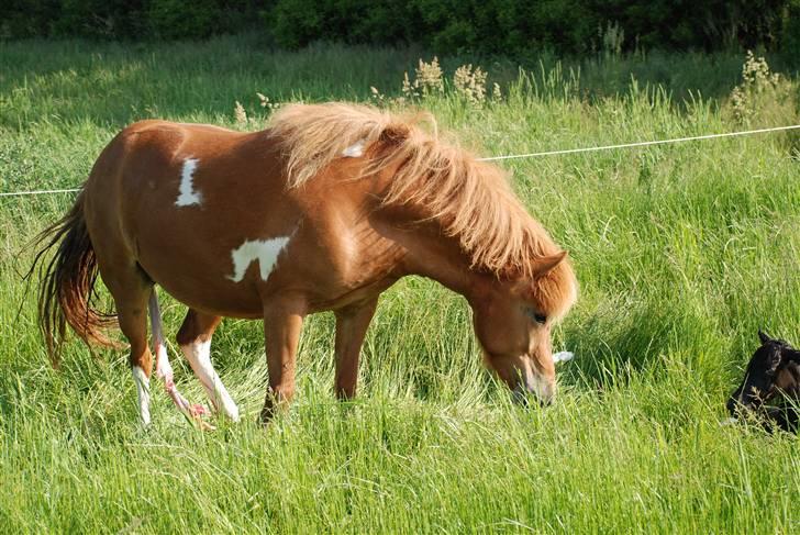Islænder Saga fra Ankerly billede 15
