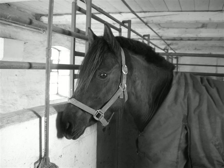 Anden særlig race Litus - I boksen billede 11