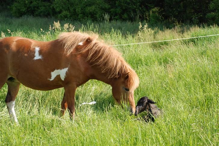 Islænder Saga fra Ankerly billede 16