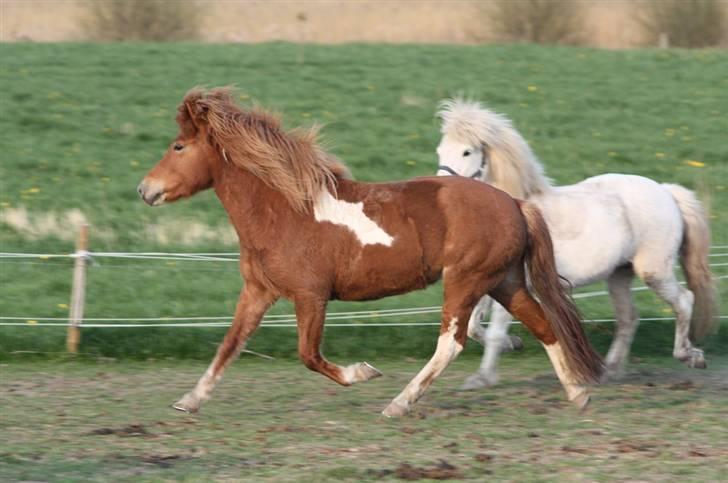 Islænder Saga fra Ankerly - Smuk, smuk [: .. - Tak til Signe, for at have taget billedet [: .. billede 17