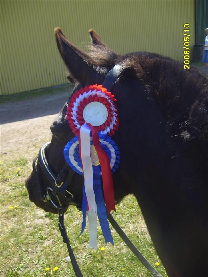 Anden særlig race Litus - Min lille vinder pony :D <3 billede 13