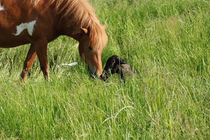 Islænder Saga fra Ankerly billede 18