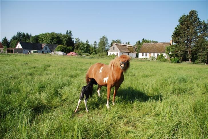 Islænder Saga fra Ankerly billede 19