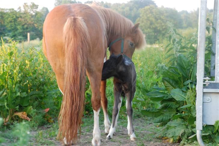 Islænder Saga fra Ankerly billede 20
