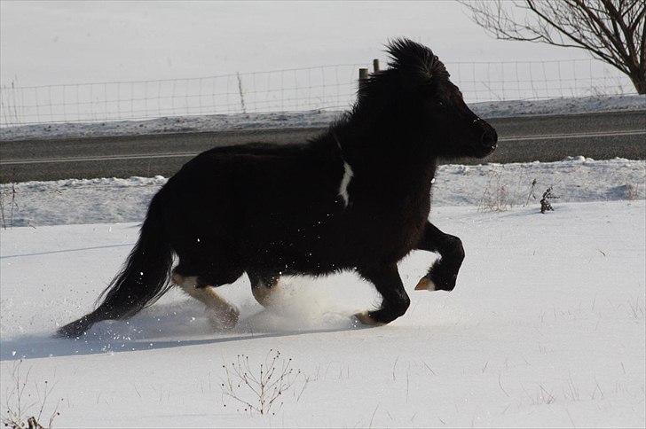 Islænder Sía fra Ankerly billede 8