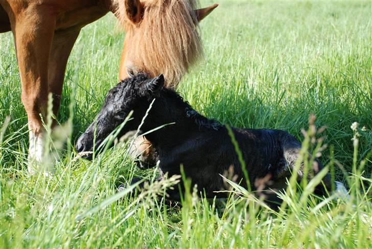 Islænder Sía fra Ankerly billede 9