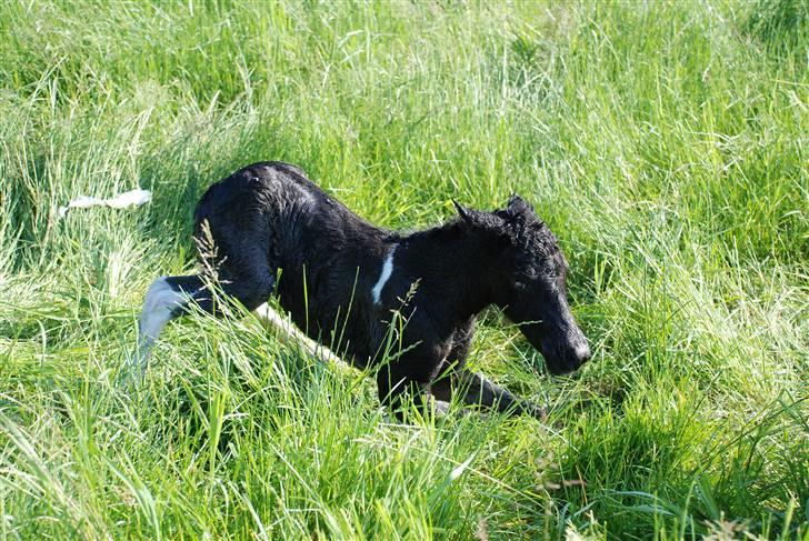 Islænder Sía fra Ankerly billede 10