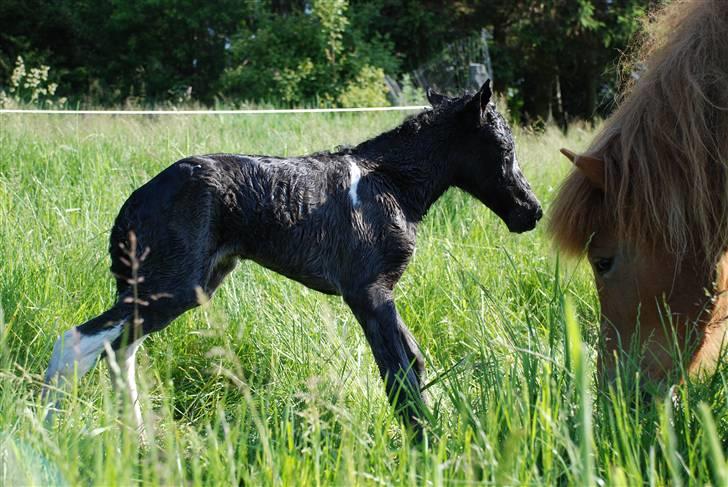 Islænder Sía fra Ankerly billede 11