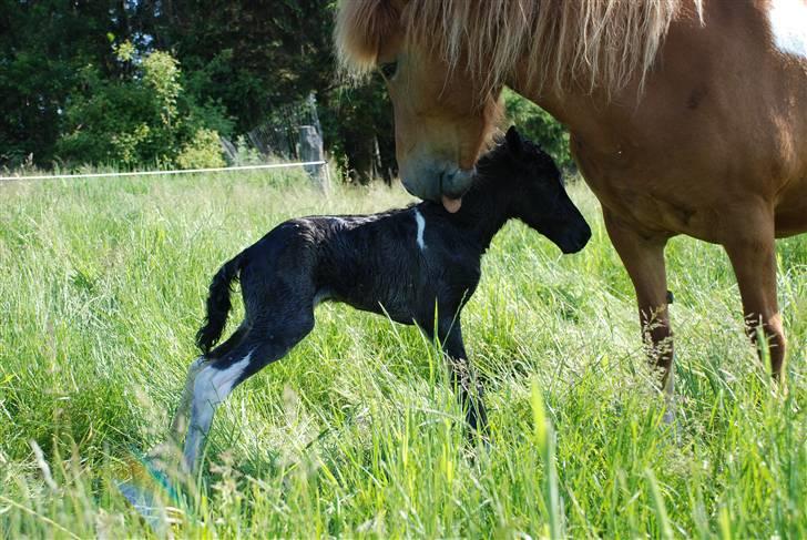 Islænder Sía fra Ankerly billede 12