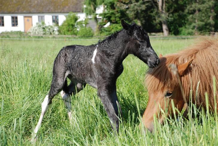 Islænder Sía fra Ankerly billede 13
