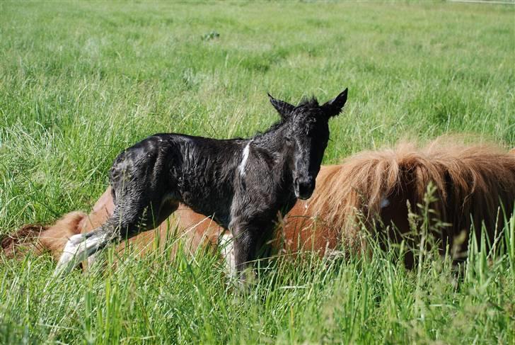 Islænder Sía fra Ankerly billede 14