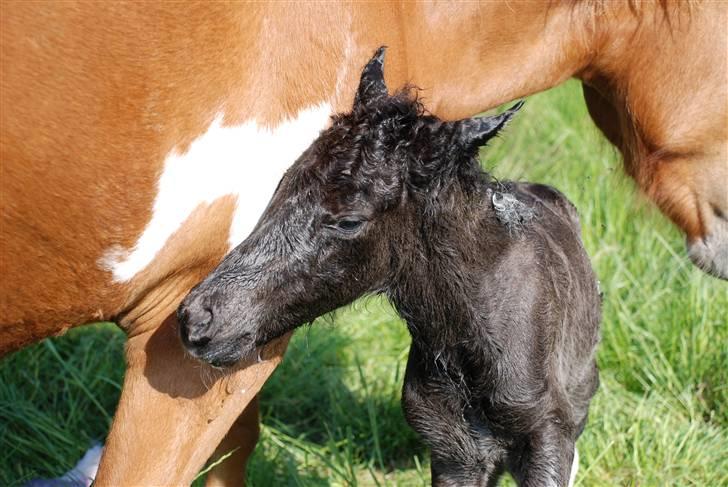 Islænder Sía fra Ankerly billede 15