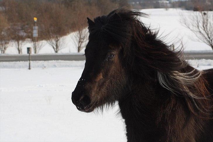 Islænder Sía fra Ankerly billede 16