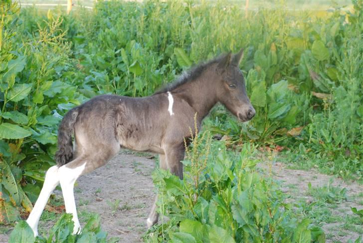 Islænder Sía fra Ankerly billede 17