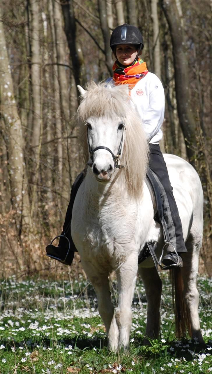 Islænder Héla fra Strandarhöfði - foto taget af far billede 17