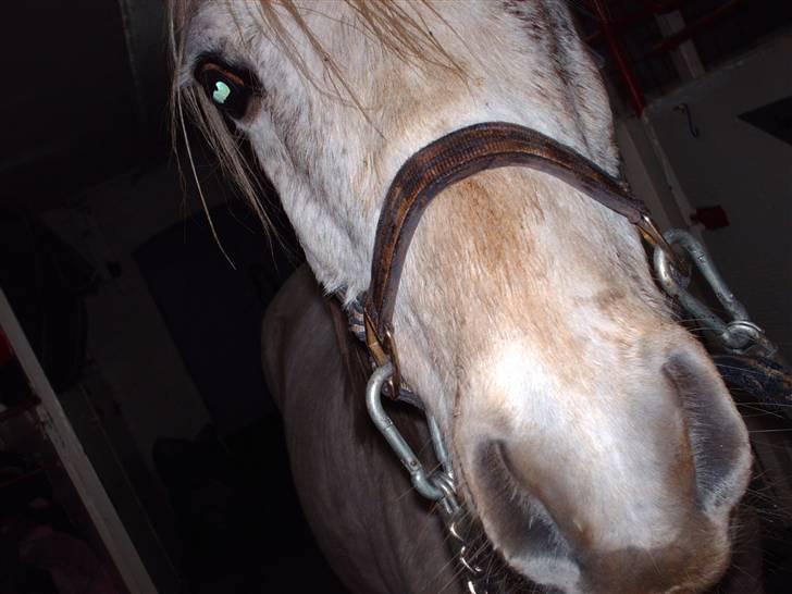 Anden særlig race Chili (passer hest) - lige hentet ham ind i stalden. :b billede 6