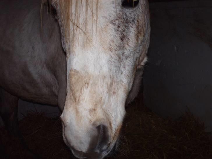 Anden særlig race Chili (passer hest) - beskidt. :b vinter pels. billede 7