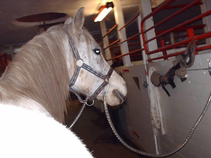 Anden særlig race Chili (passer hest) - i stalden. (: lidt beskidt. vinter pels. :b billede 8