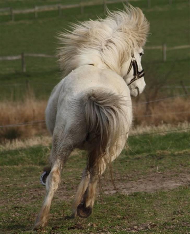 Islænder Héla fra Strandarhöfði - foto taget af Signe <3 billede 20