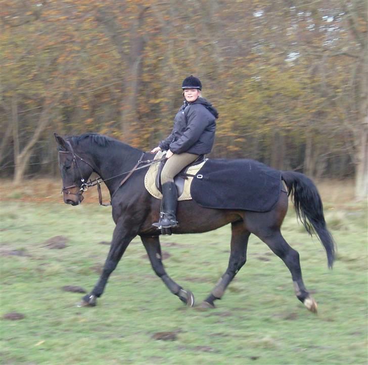 Hannoveraner Gondorri, R.I.P billede 13