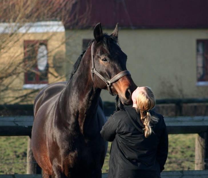 Hannoveraner Gondorri, R.I.P billede 14