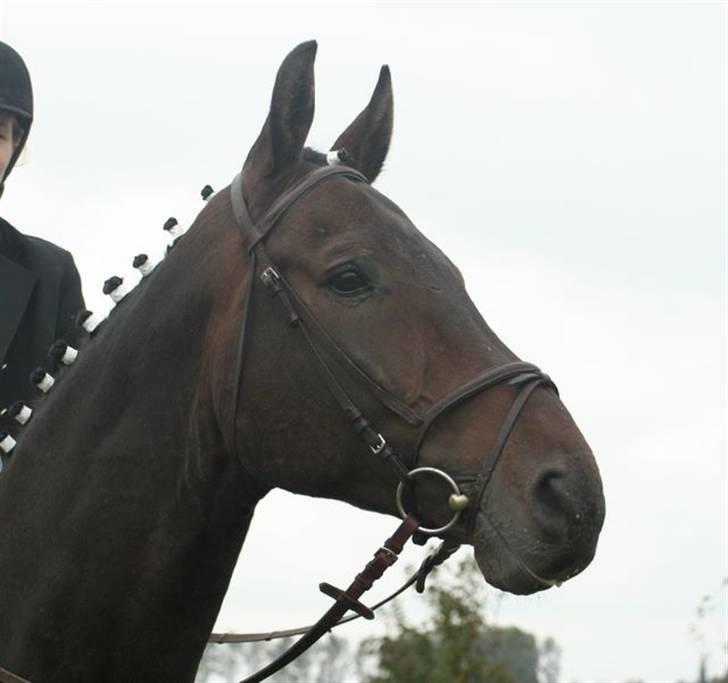 Hannoveraner Gondorri, R.I.P billede 15