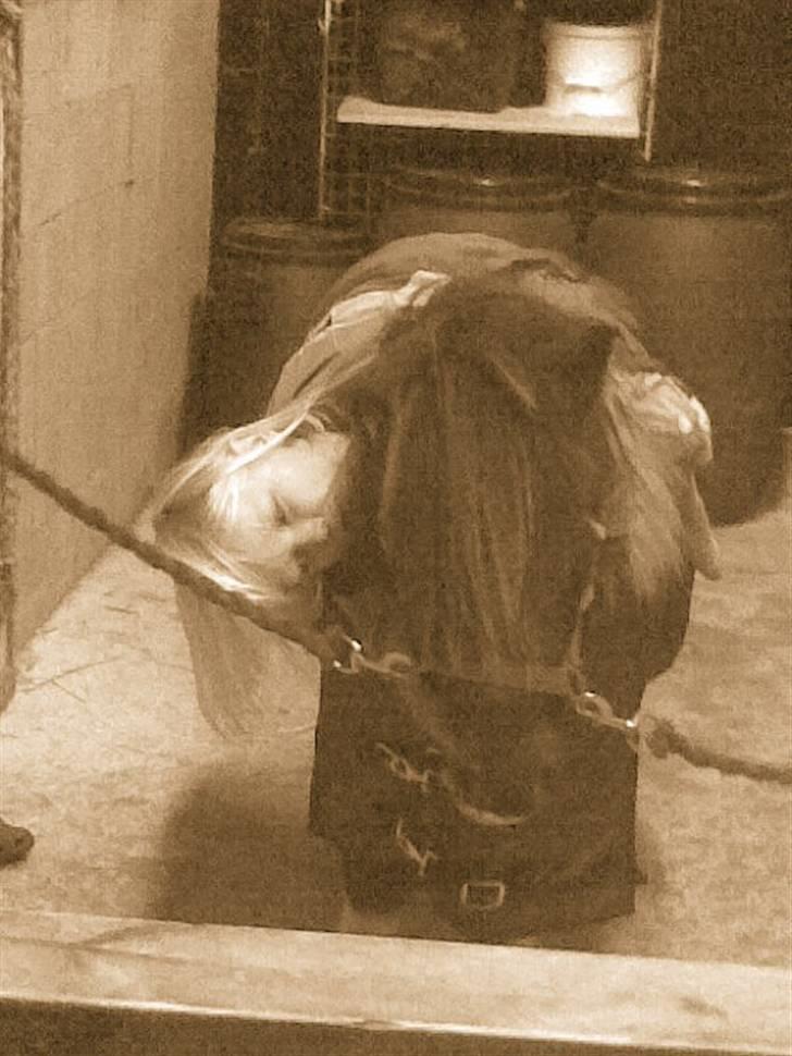 Shetlænder Ferrari  - "Du er så sød ferrari <33" billede 12