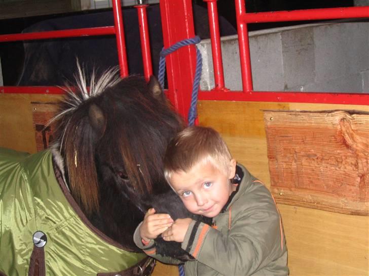 Shetlænder Ferrari  - Kraam<33 Foto: Anna.. billede 13