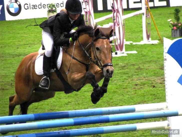 New Forest Orchid's Thymo  - Aflivet - Thymo jeg elsker dig! <33 i bernstofpakken i brogaardens pony cup. sidste stævne :( billede 3