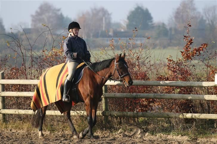 Anden særlig race Midnights Frida Kahlua  - Skridter varm D.17-11-07 billede 11