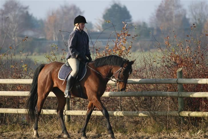 Anden særlig race Midnights Frida Kahlua  - Lidt dressur. D. 17-11-07 billede 12