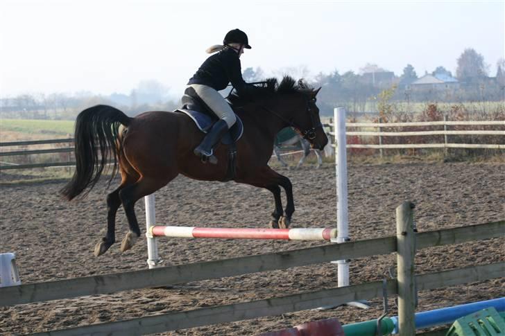 Anden særlig race Midnights Frida Kahlua  - Weee vi flyver D 17-11-07 billede 14