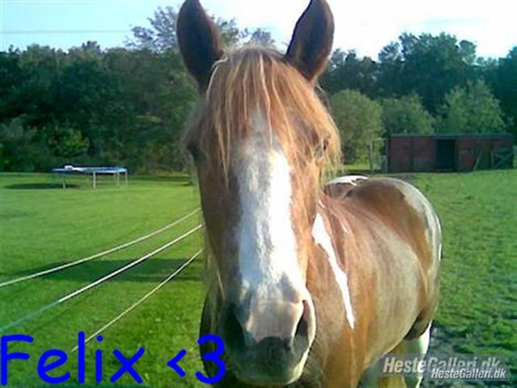 Pinto Felix - Den uimodstålige<3 - Jeg elsker dig. billede 7