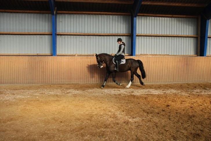 Anden særlig race » Spirit - Solgt. - Spirit og mig. billede 13