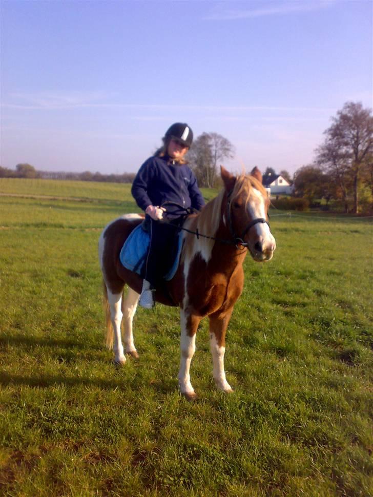 Pinto Felix - Den uimodstålige<3 - 2007!?
- I hvert fald længe siden - sødt dyr<3 billede 9