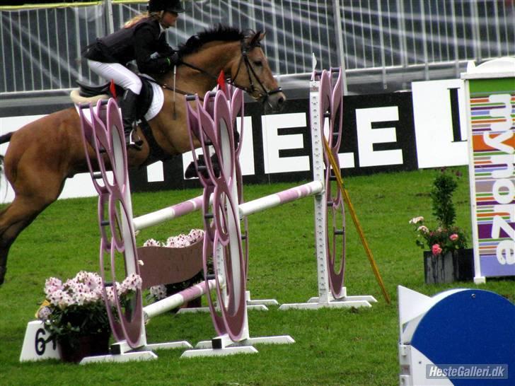 New Forest Orchid's Thymo  - Aflivet - ,,i bernstofpakken i brogaardens ponycup - sidste stævne billede 6