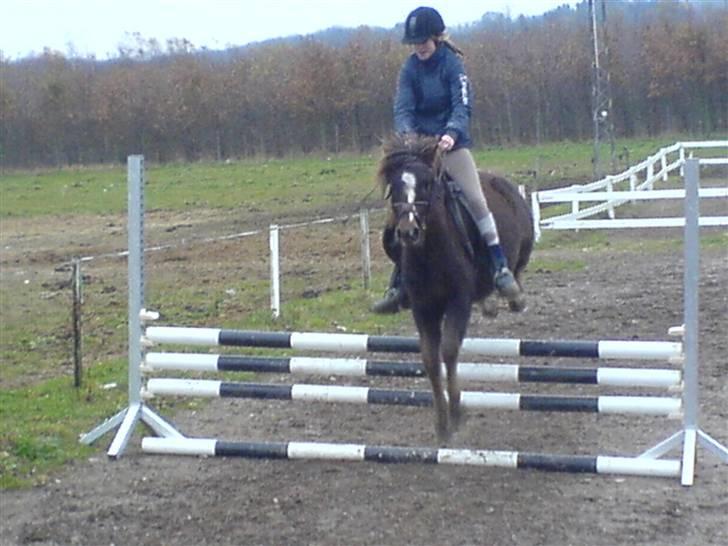 Anden særlig race Victor - Her springer Line og victor 80 cm :) billede 11