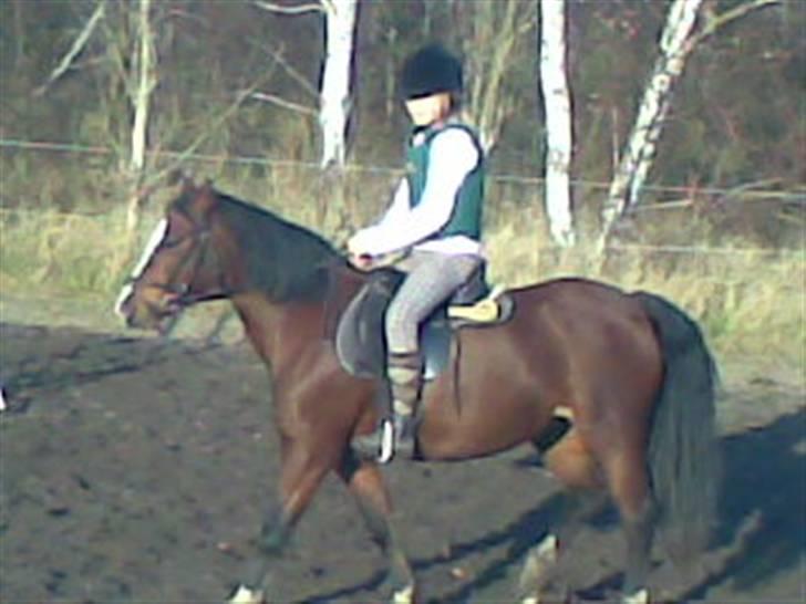 Welsh Pony (sec B) Velved billede 4