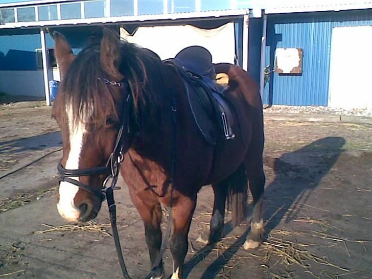 Welsh Pony (sec B) Velved billede 5