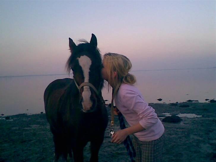 Welsh Pony (sec B) Velved billede 6