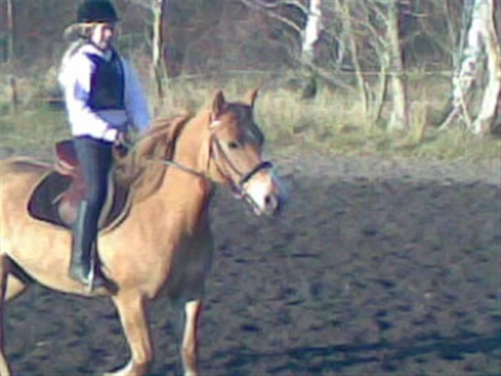 Anden særlig race * Creamy - Gammel part. - Galop <3 billede 5