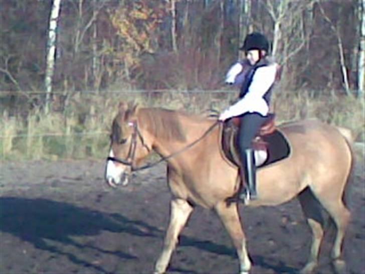 Anden særlig race * Creamy - Gammel part. - Skridt. billede 6