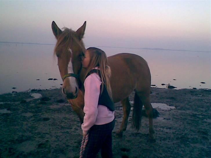 Anden særlig race * Creamy - Gammel part. - Kys kys , jeg elsker dig .. billede 7