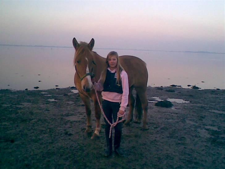 Anden særlig race * Creamy - Gammel part. - På stranden /; billede 8