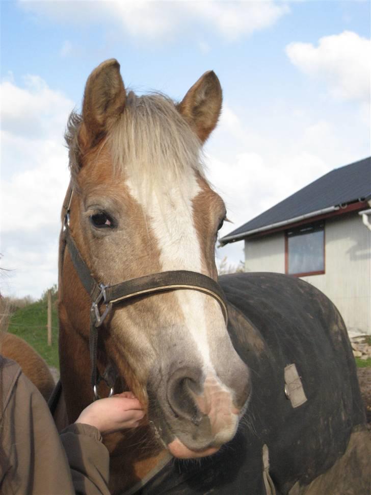 Tyroler Haflinger Fenny billede 10